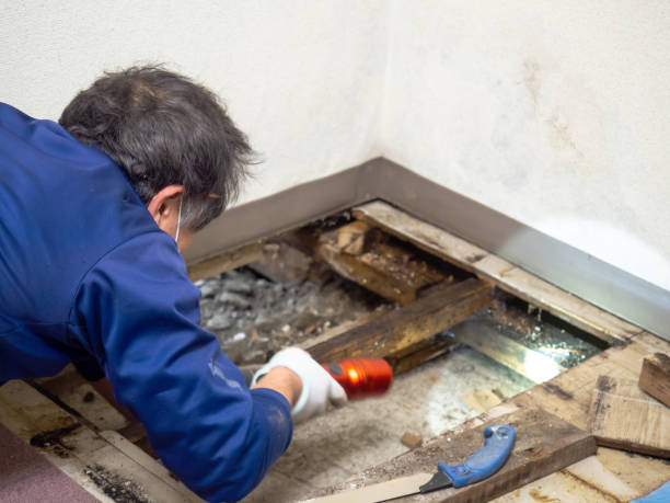 Professional Mold Remediation in Rockville Centre, NY